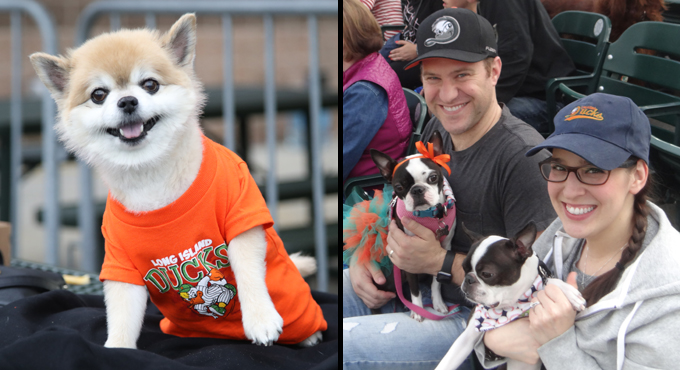 NY Dog Baseball Cap For Dogs